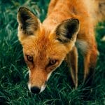 fasik-gereja gkdi-cover