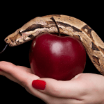 Ular-Cover-gereja gkdi