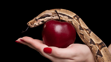 Ular-Cover-gereja gkdi